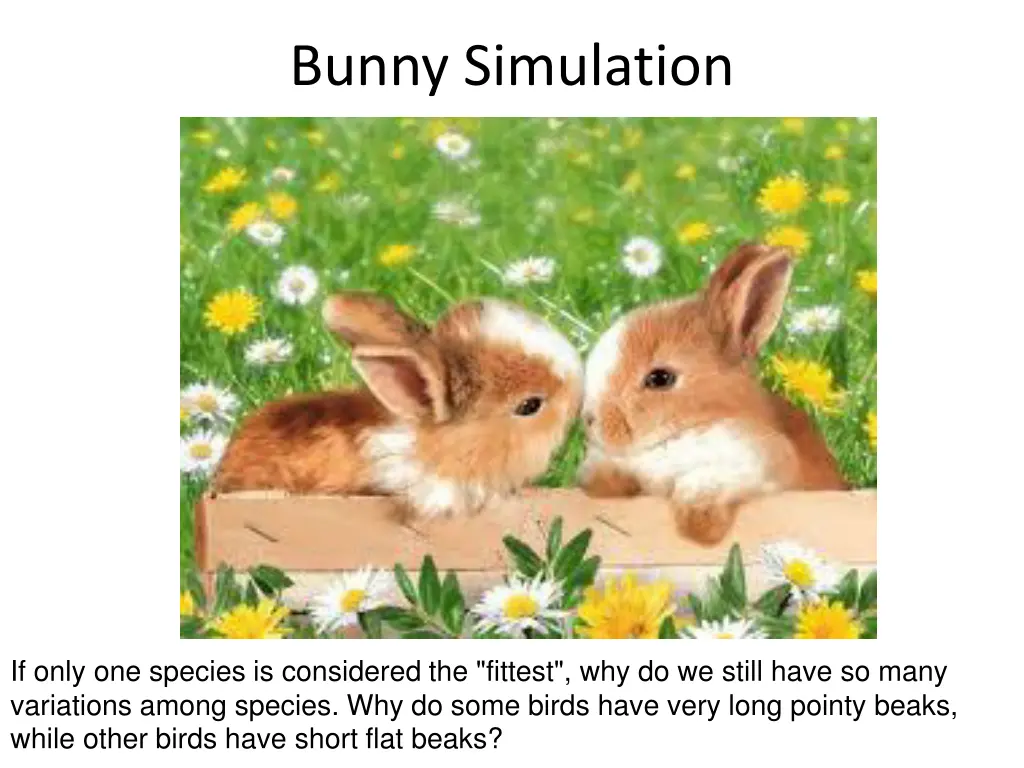 bunny simulation
