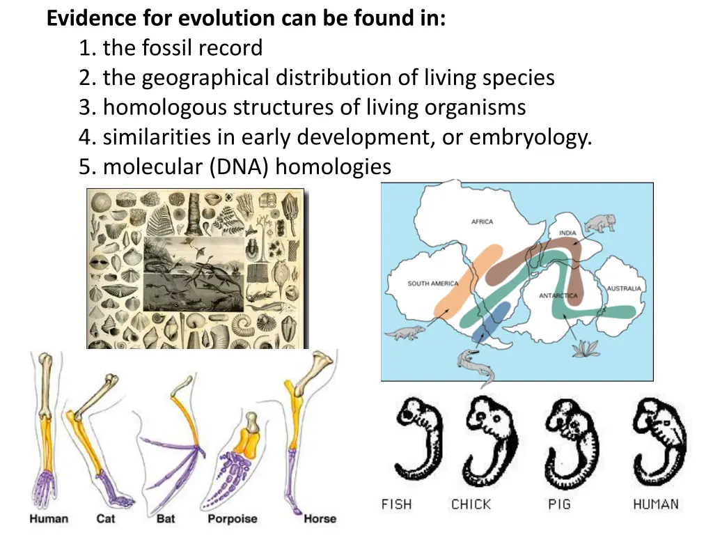 evidence for evolution can be found