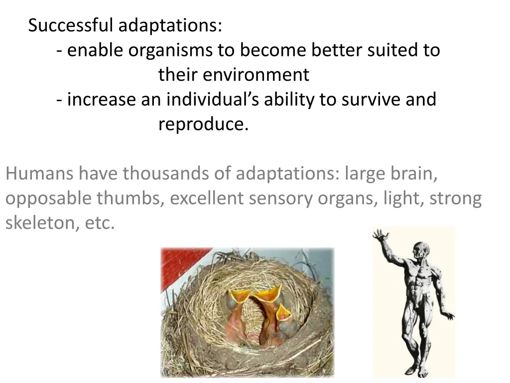 successful adaptations enable organisms to become