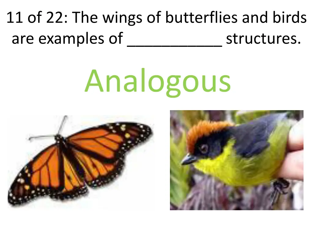 11 of 22 the wings of butterflies and birds