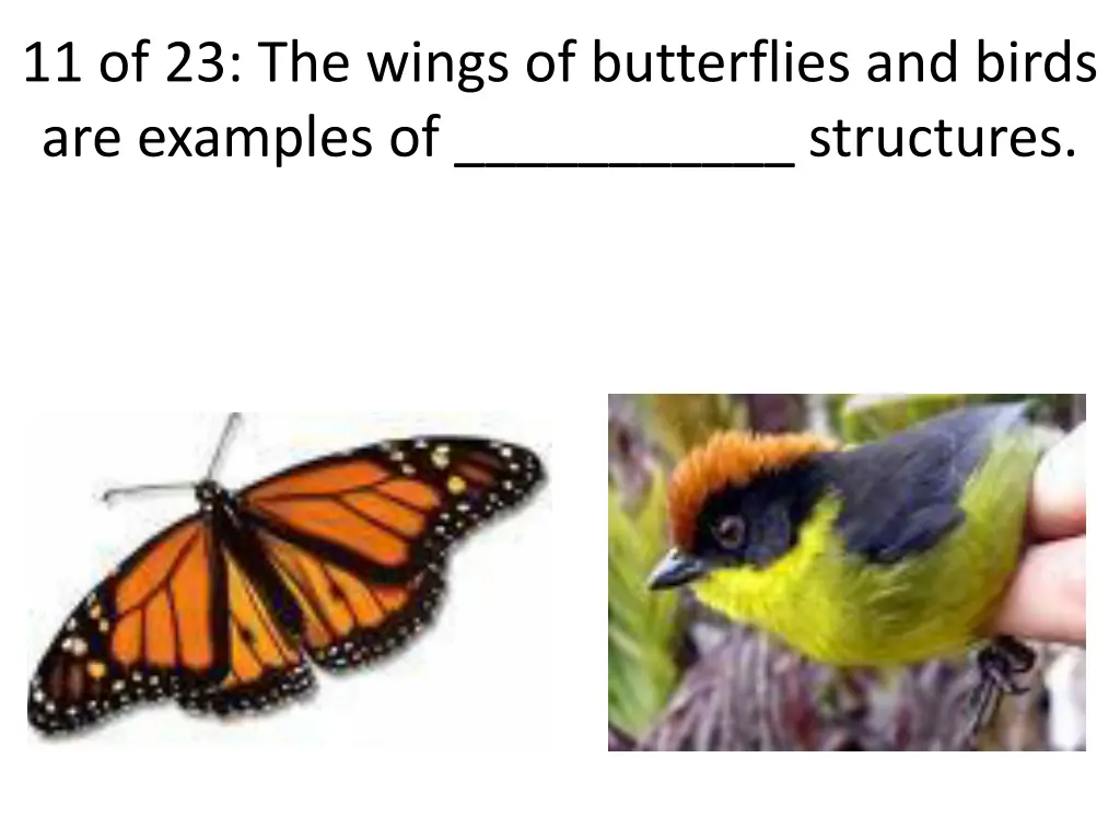 11 of 23 the wings of butterflies and birds