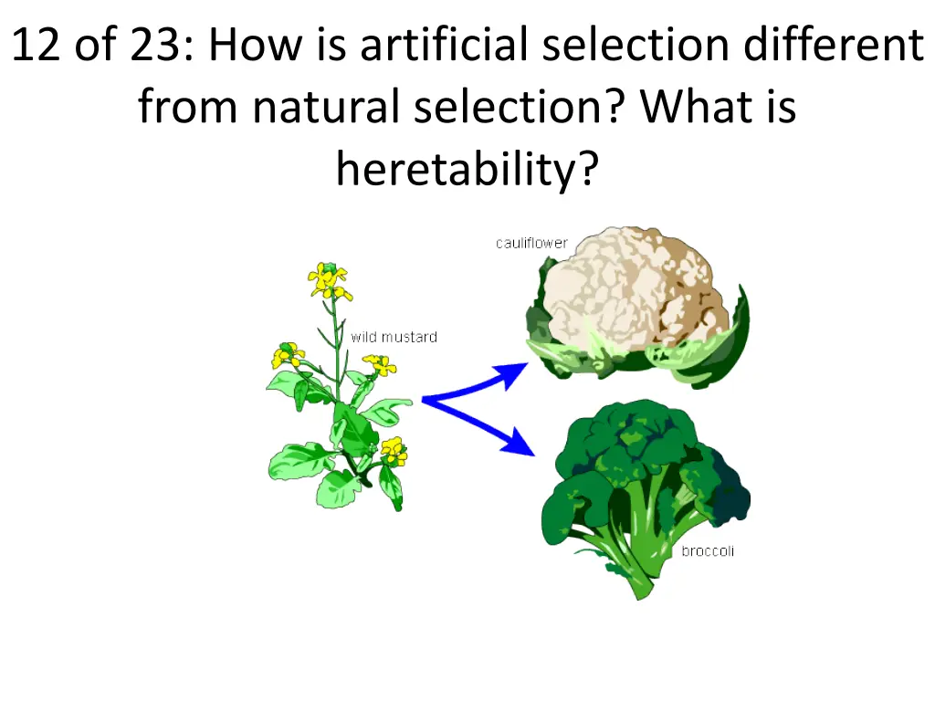 12 of 23 how is artificial selection different