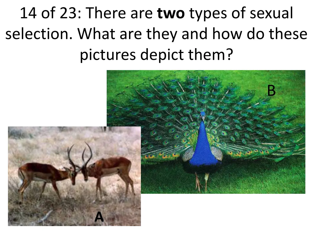 14 of 23 there are two types of sexual selection