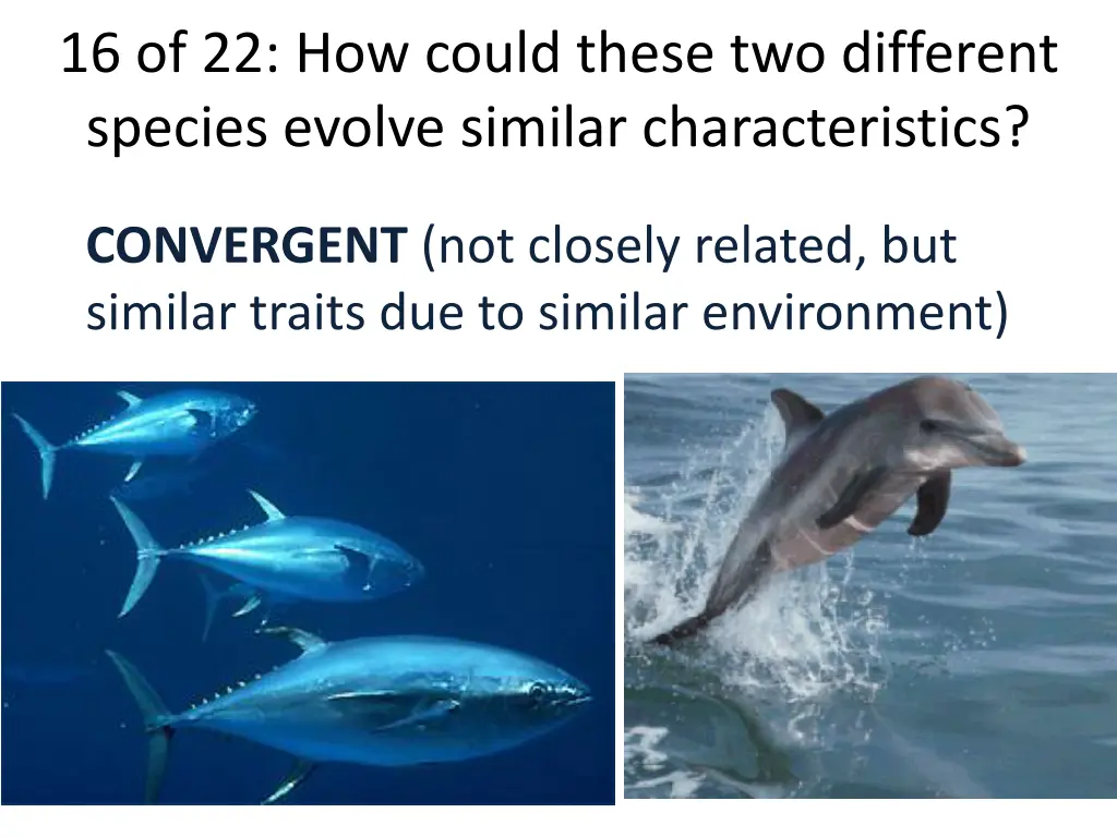 16 of 22 how could these two different species