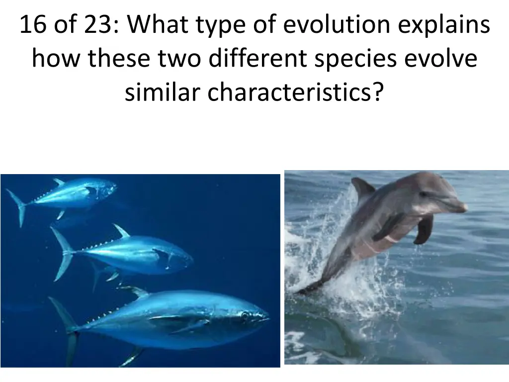 16 of 23 what type of evolution explains