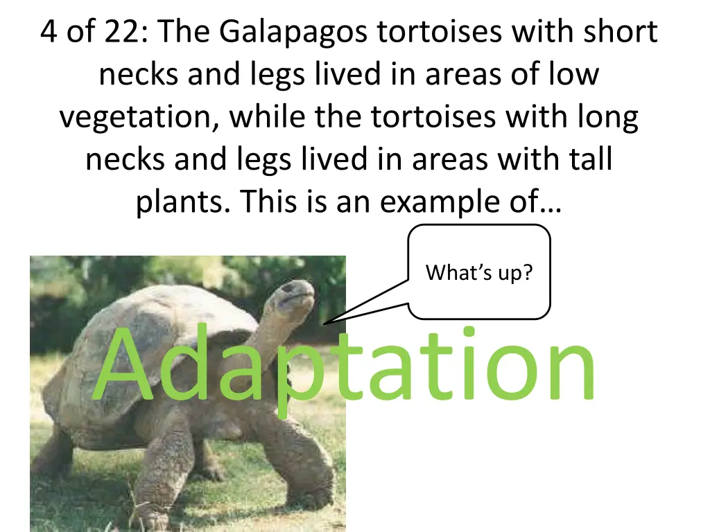 4 of 22 the galapagos tortoises with short necks