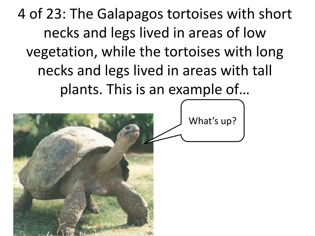 4 of 23 the galapagos tortoises with short necks