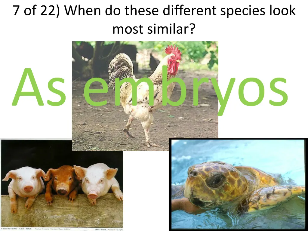 7 of 22 when do these different species look most