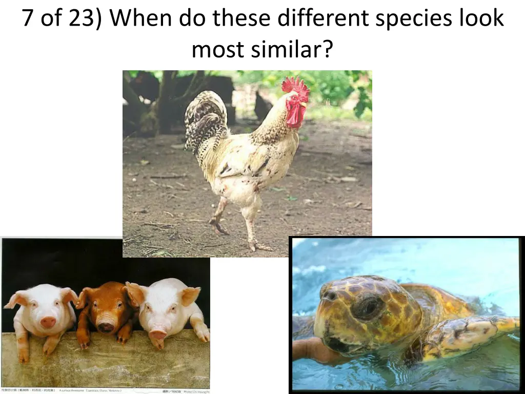 7 of 23 when do these different species look most