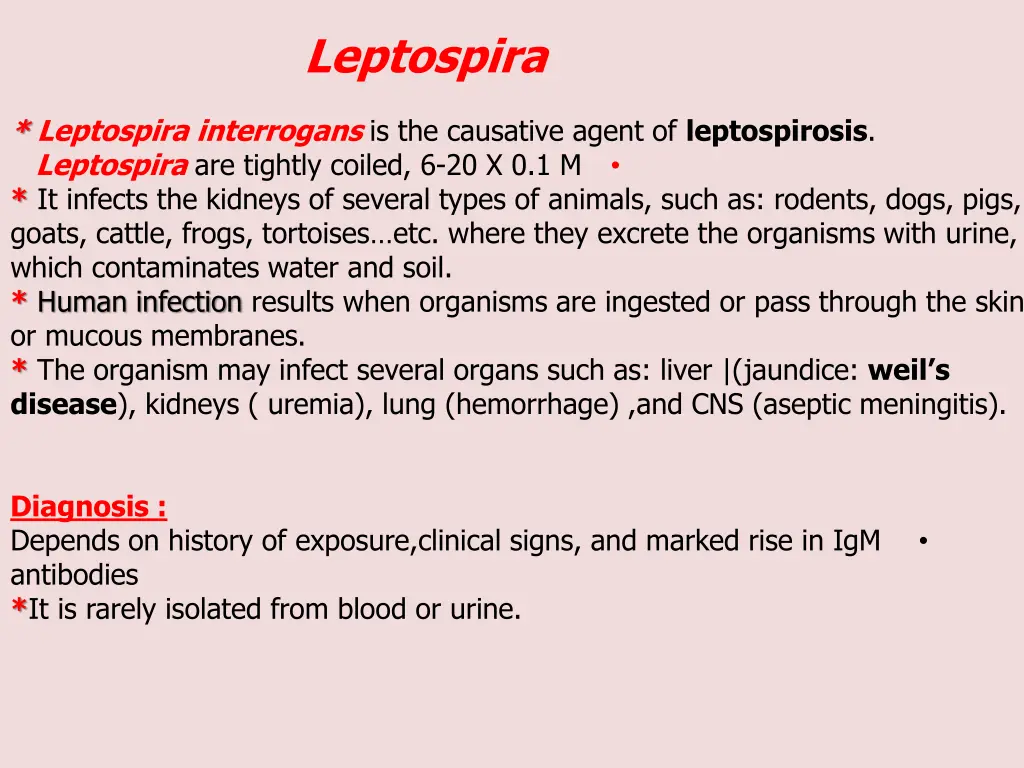 leptospira