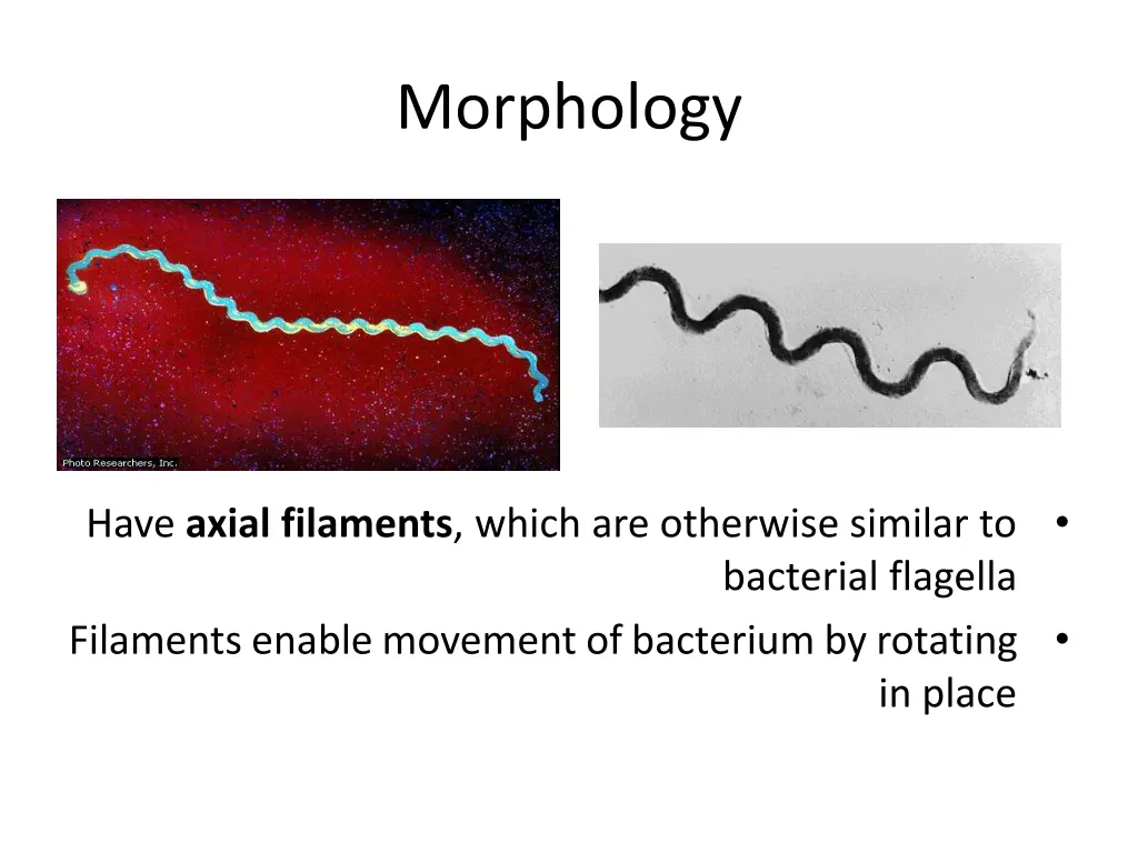 morphology
