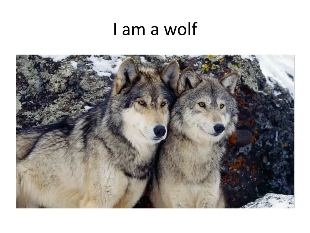 i am a wolf 1