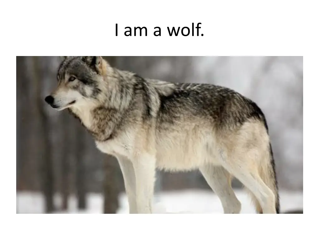 i am a wolf