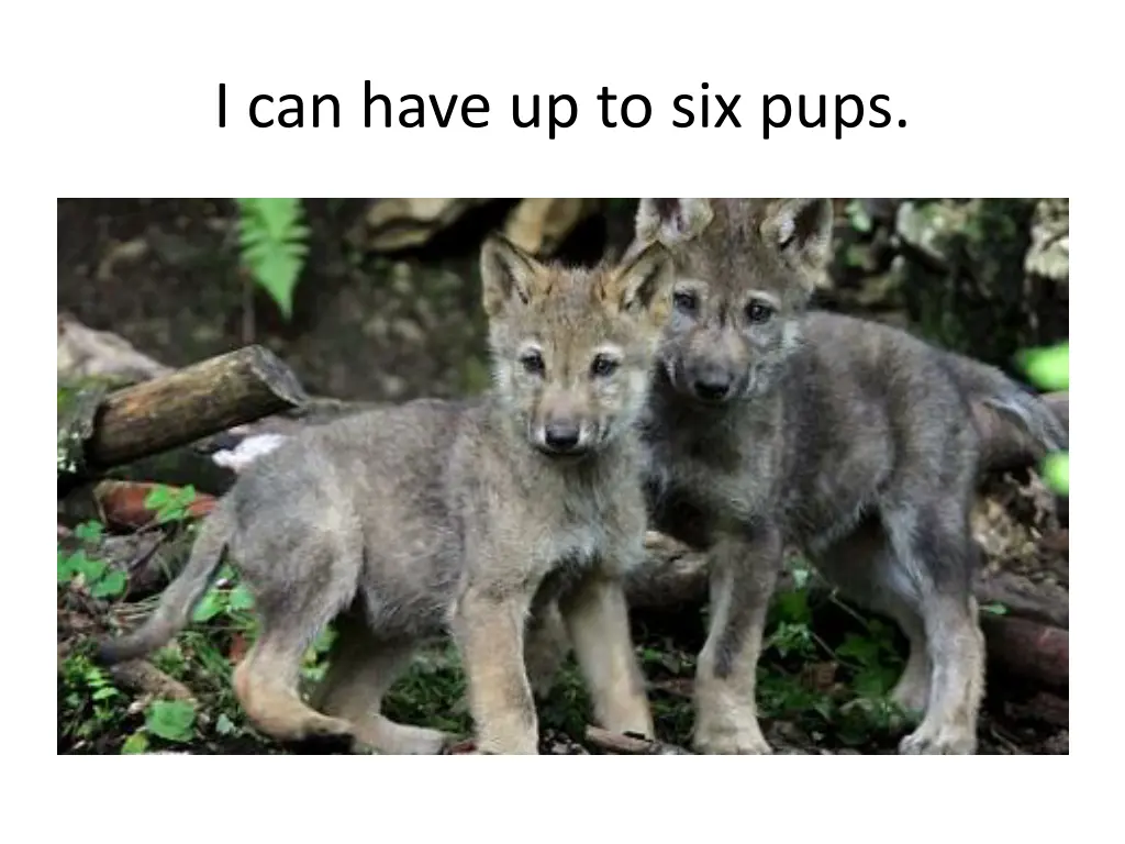 i can have up to six pups