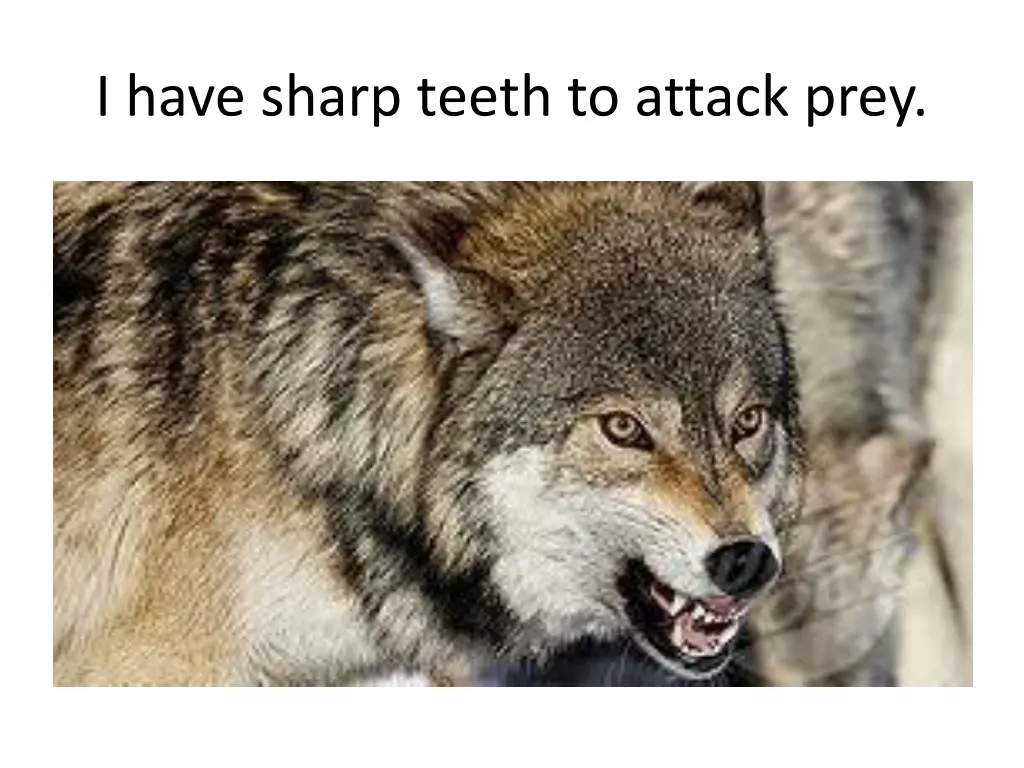 i have sharp teeth to attack prey
