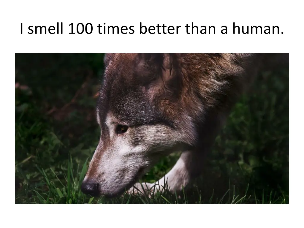 i smell 100 times better than a human