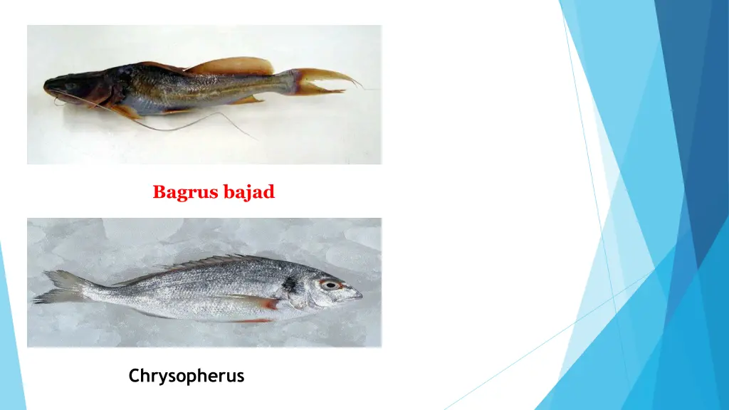 bagrus bajad