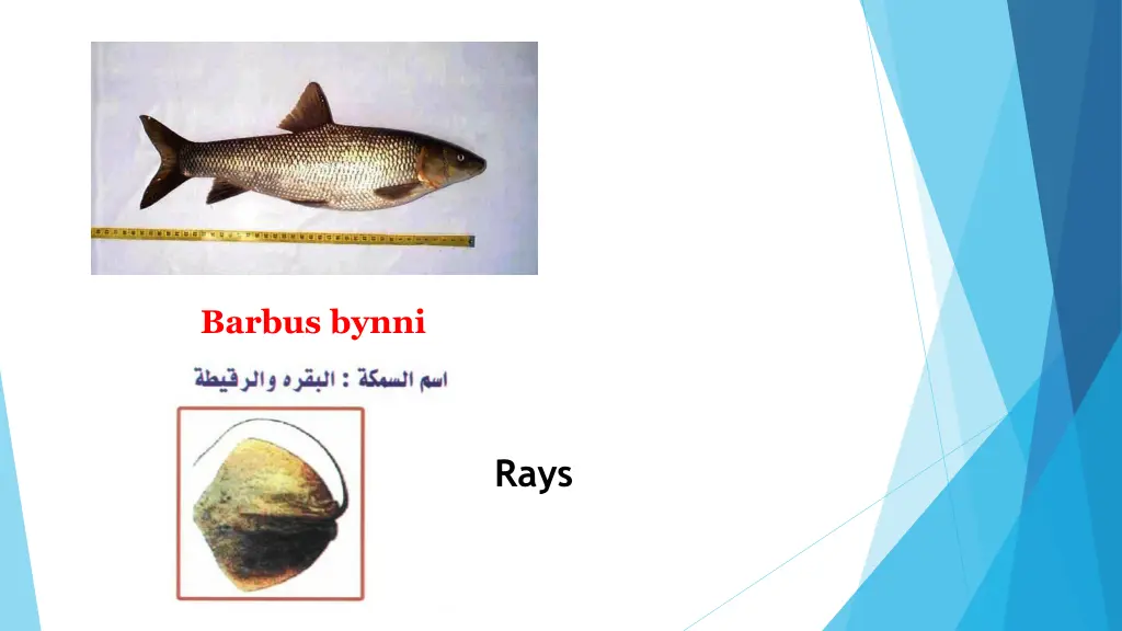 barbus bynni