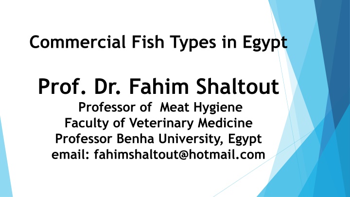 commercial fish types in egypt