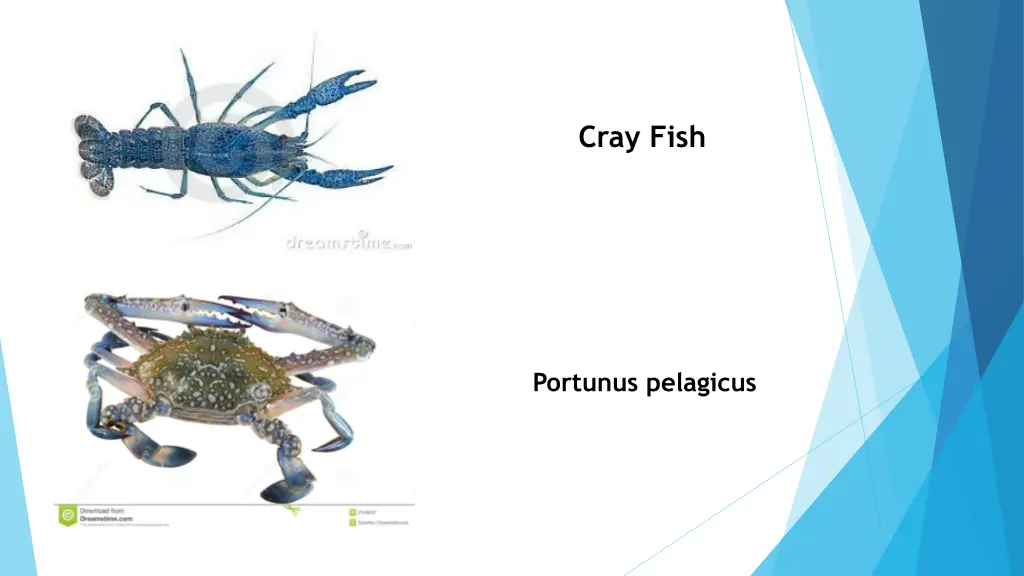 cray fish