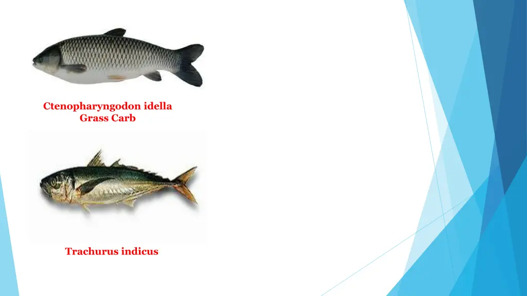 ctenopharyngodon idella grass carb