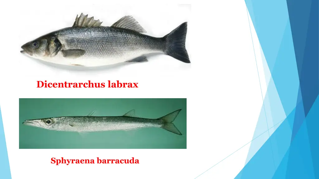 dicentrarchus labrax