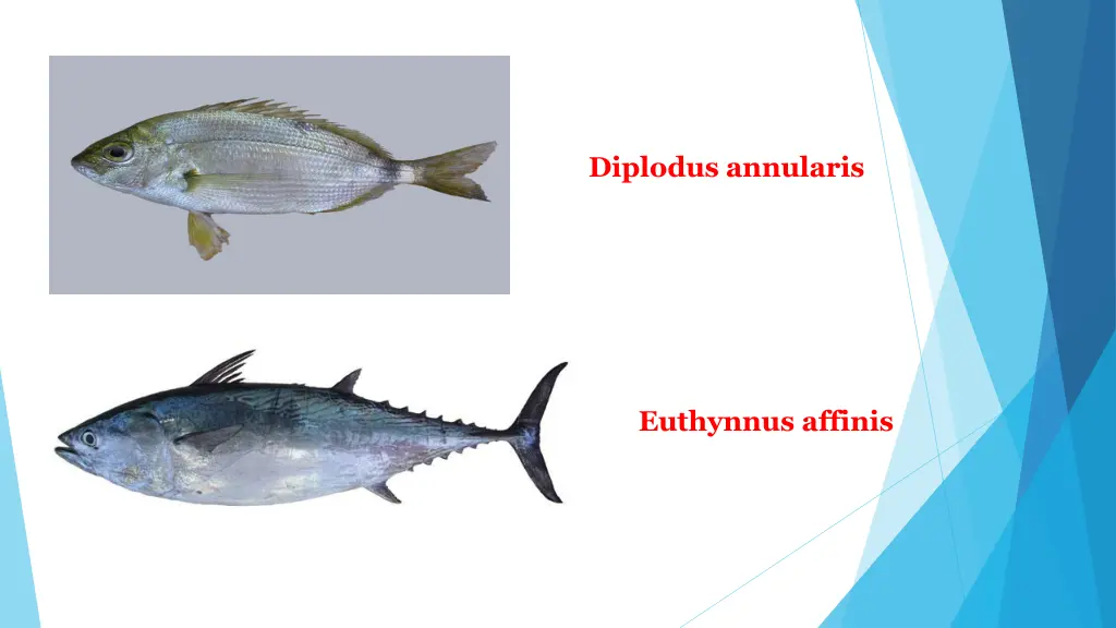 diplodus annularis