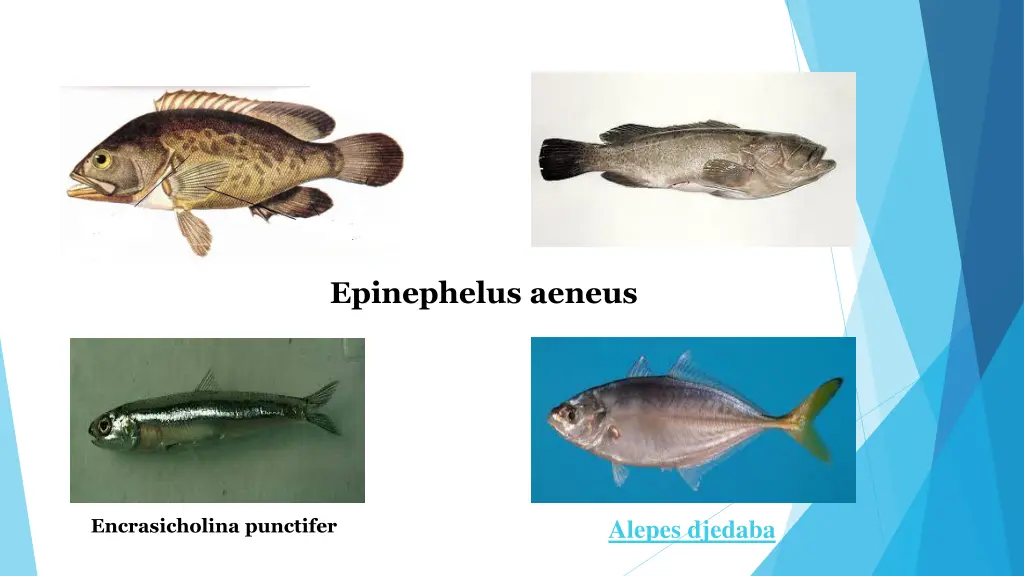 epinephelus aeneus