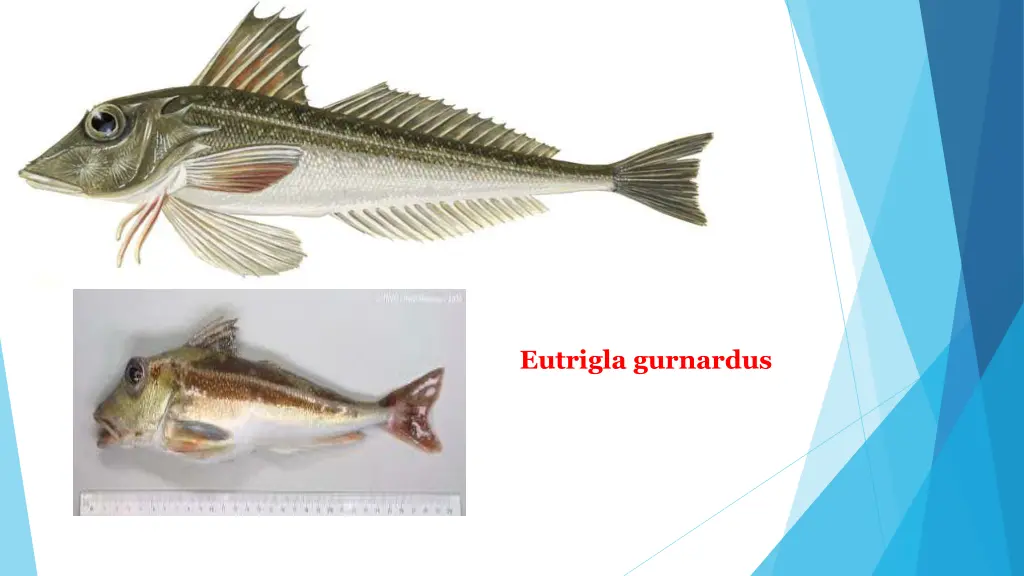 eutrigla gurnardus