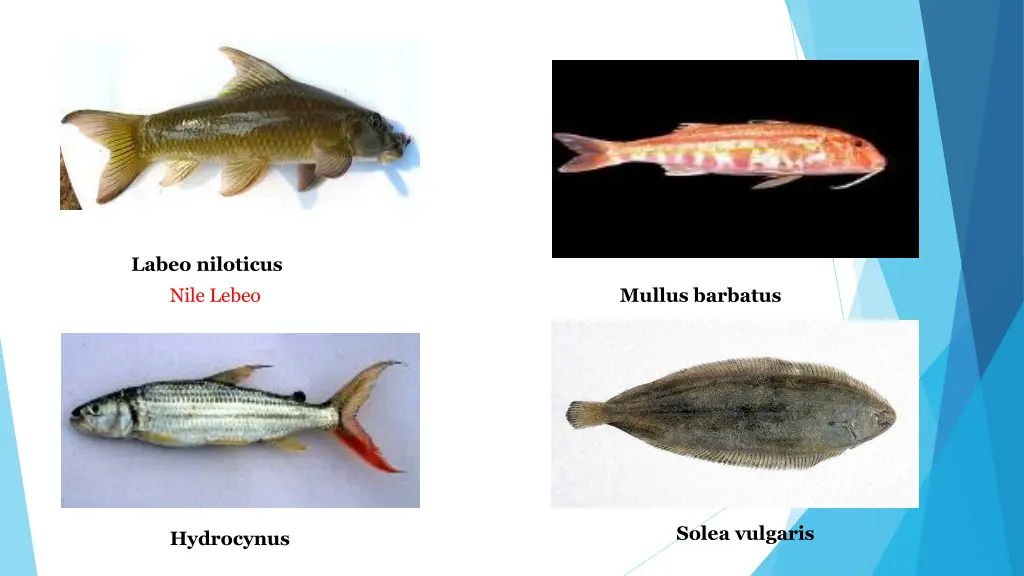 labeo niloticus nile lebeo