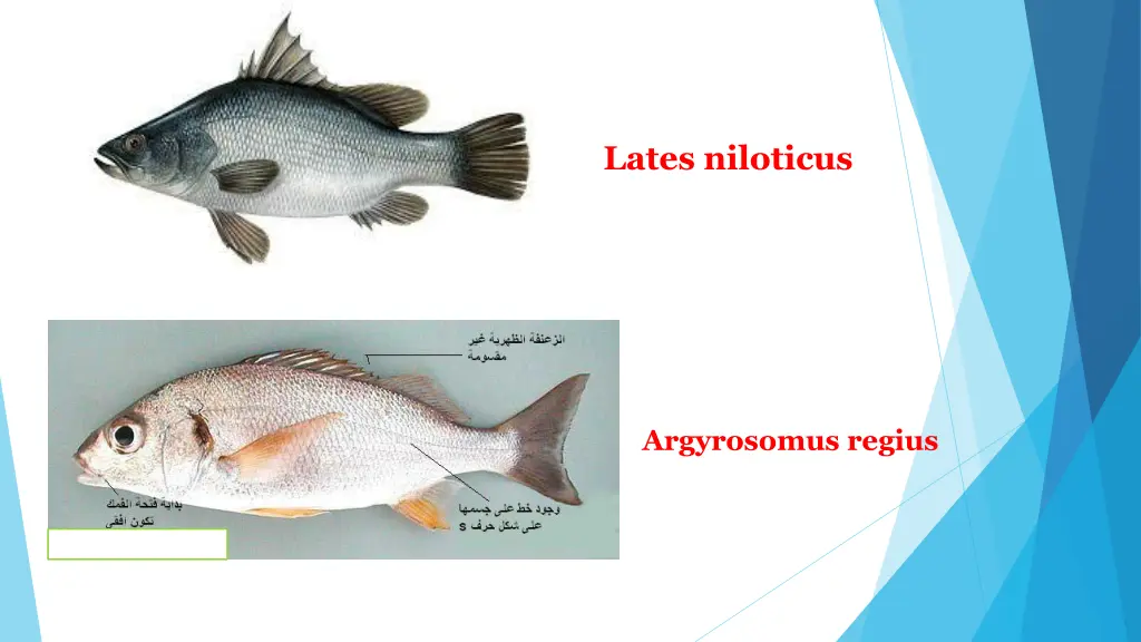 lates niloticus
