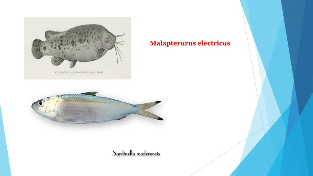 malapterurus electricus