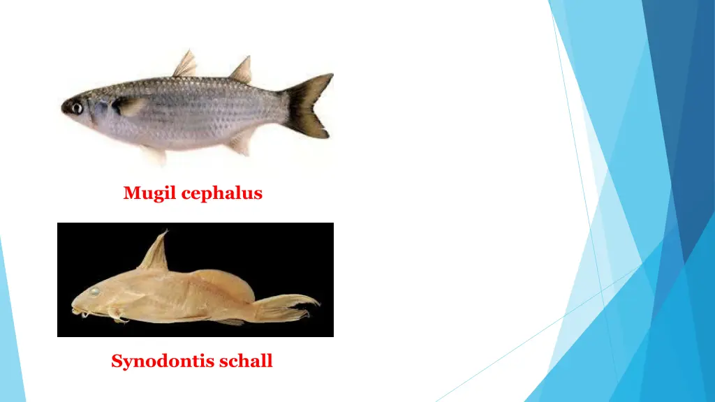 mugil cephalus