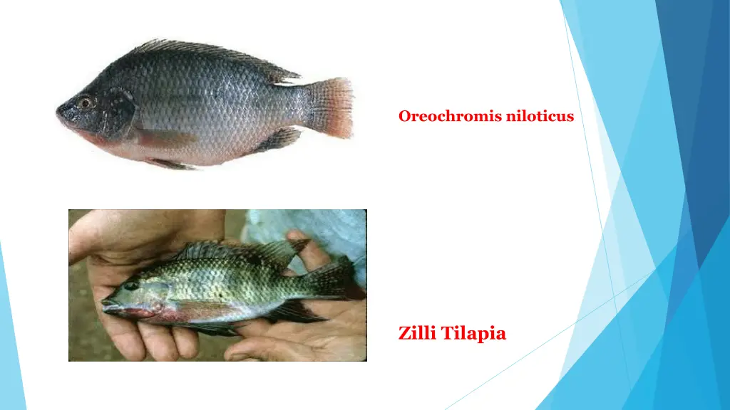 oreochromis niloticus