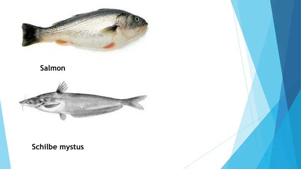salmon