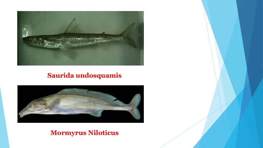 saurida undosquamis