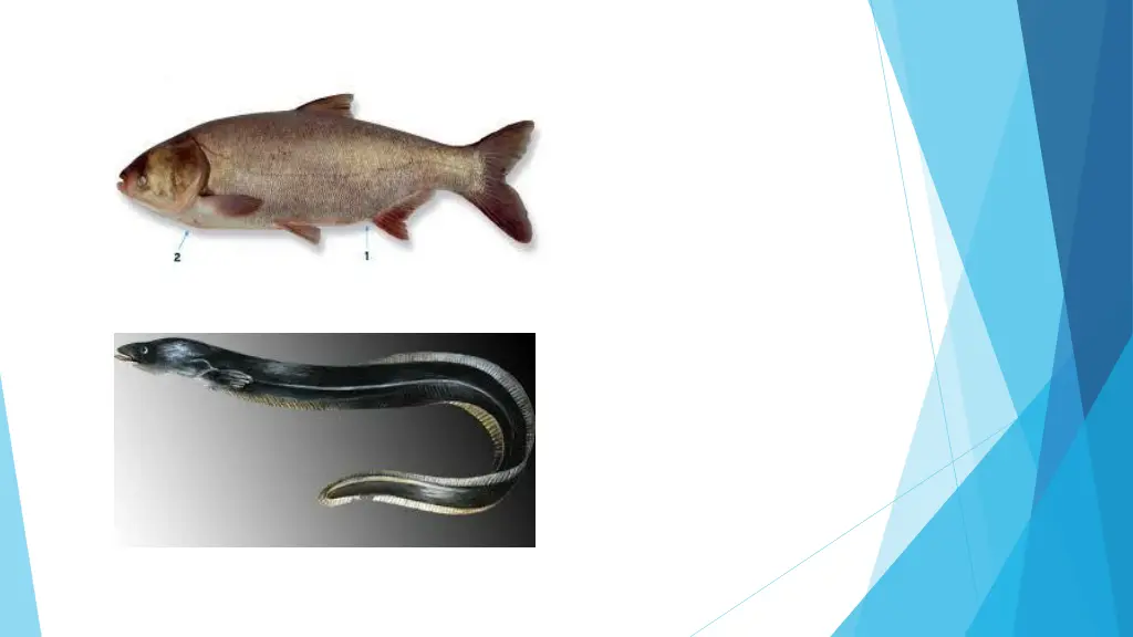 slide17
