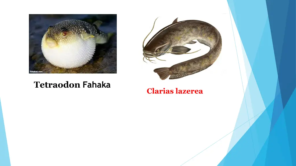 tetraodon fahaka