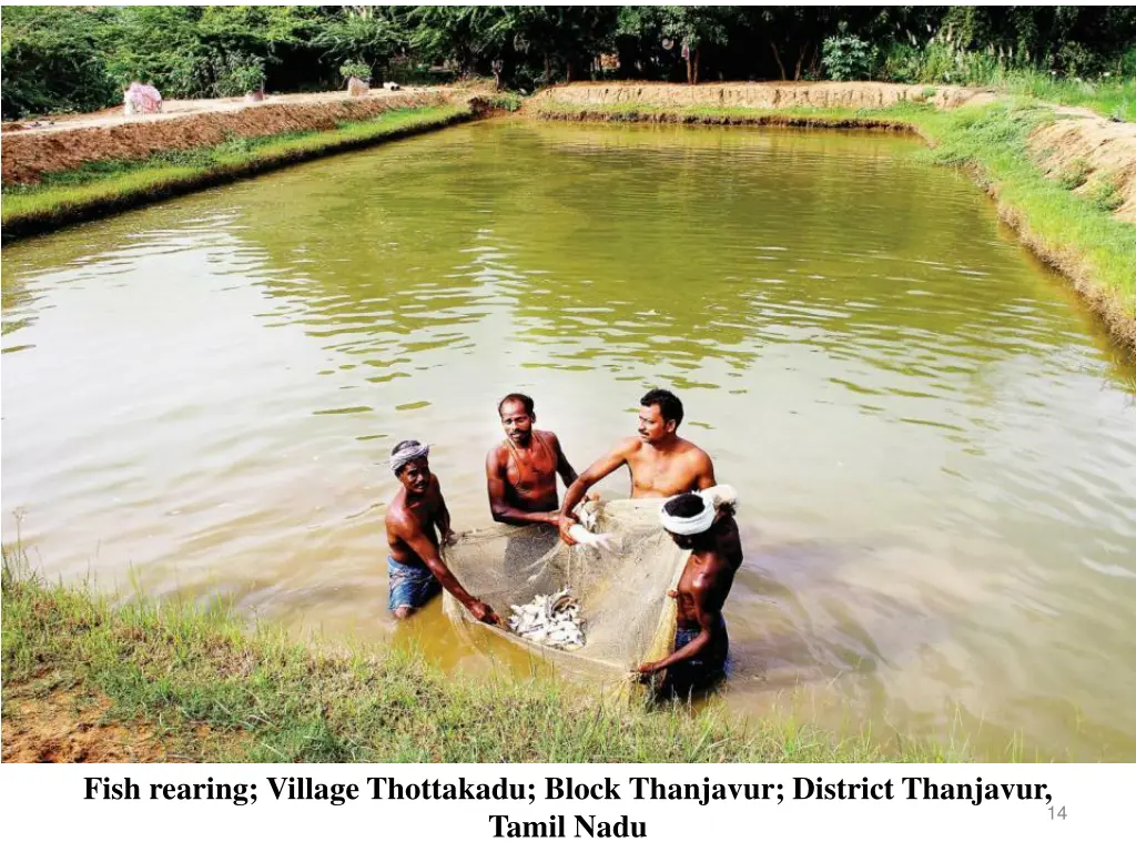 fish rearing village thottakadu block thanjavur