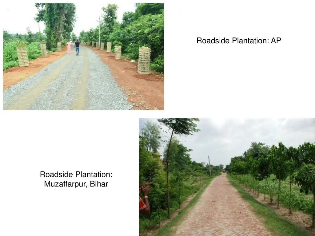roadside plantation ap