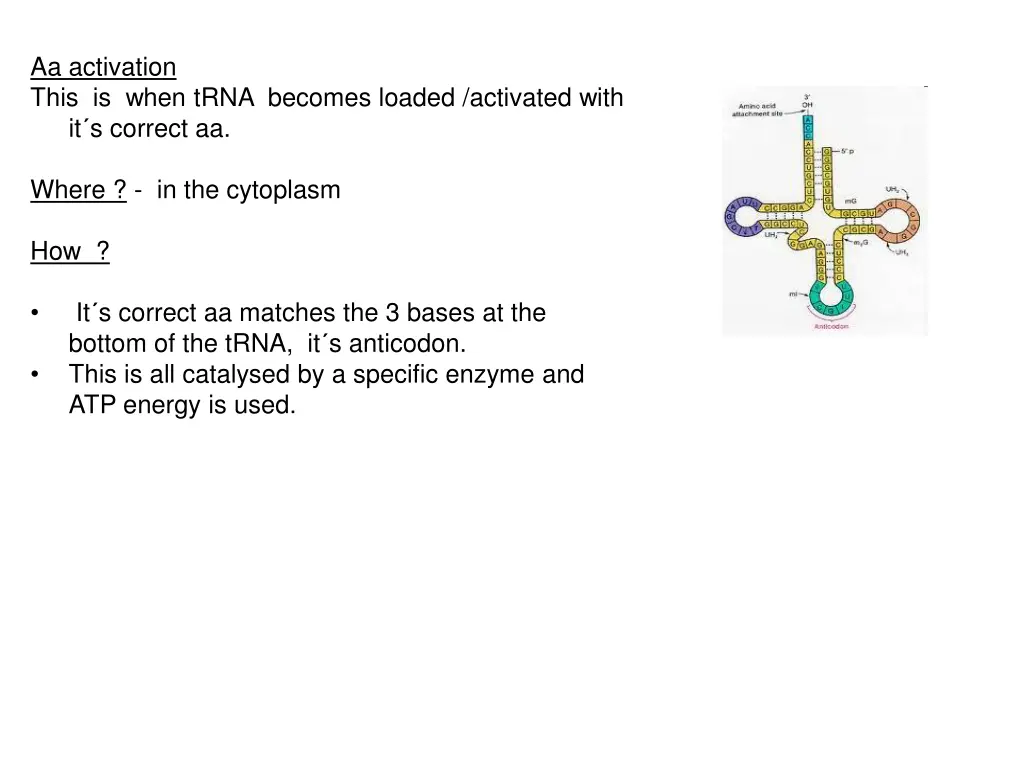 aa activation this is when trna becomes loaded