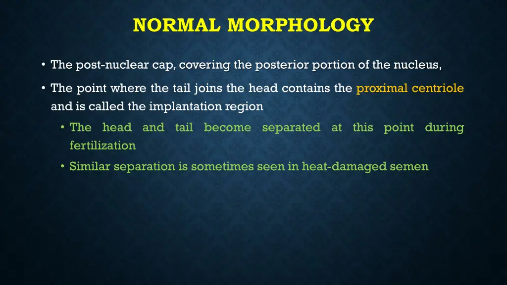 normal morphology 1