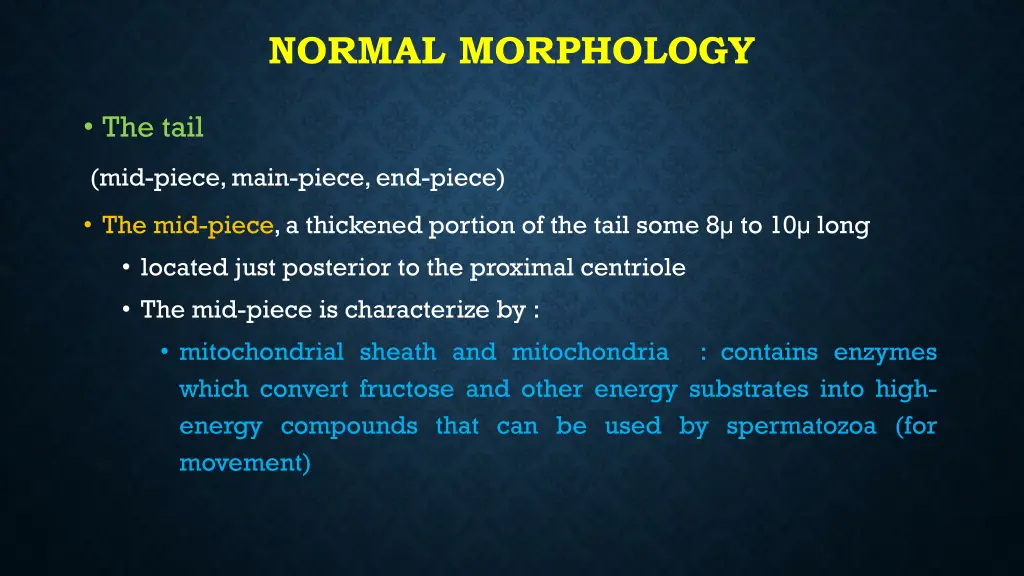 normal morphology 2