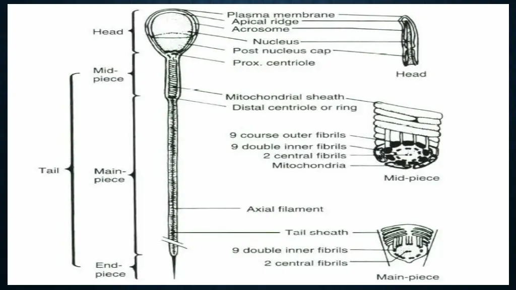slide11