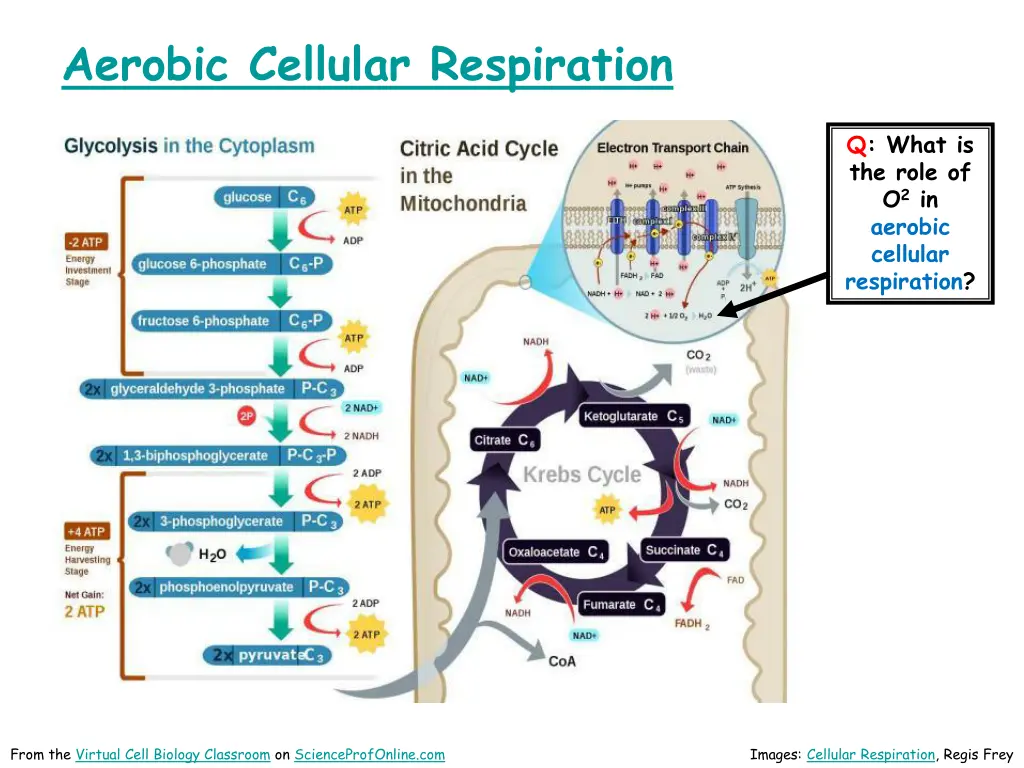 aerobic cellular respiration 1