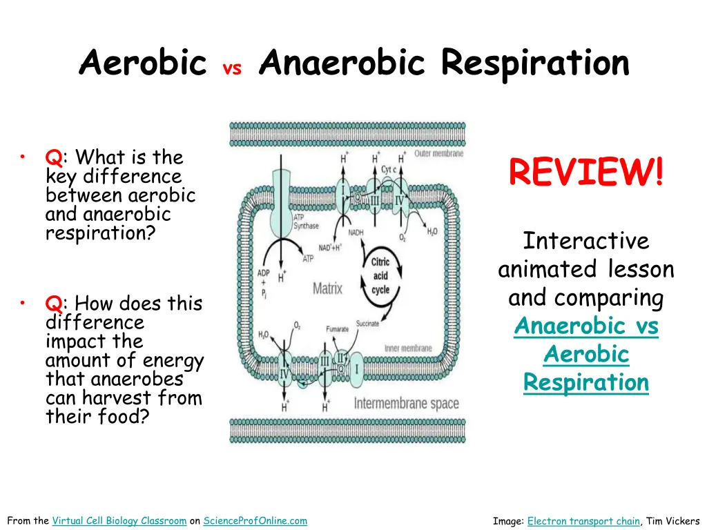 aerobic vs anaerobic respiration