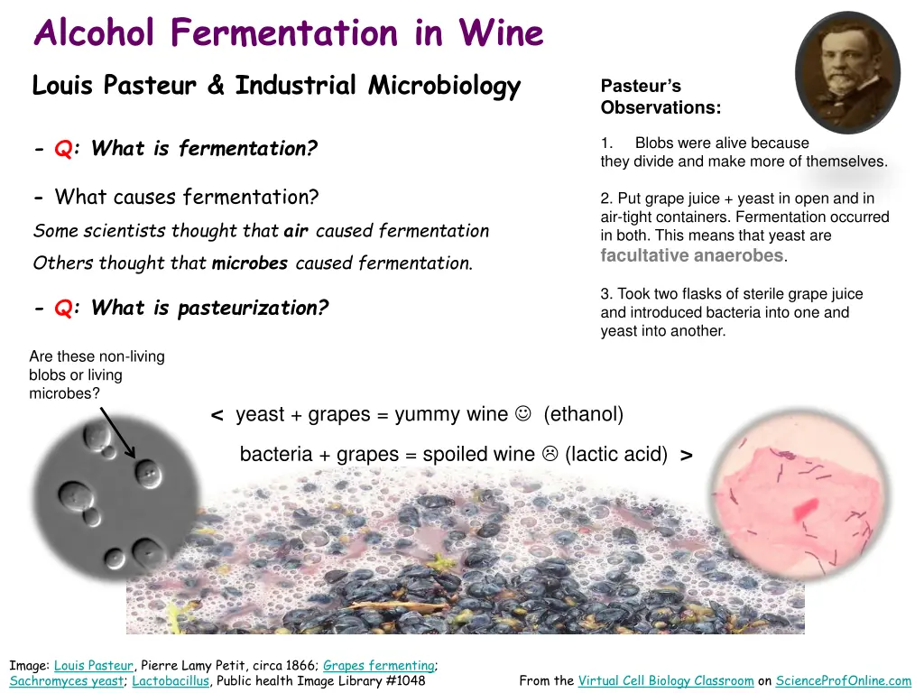 alcohol fermentation in wine louis pasteur