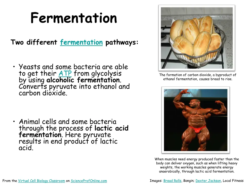 fermentation 1