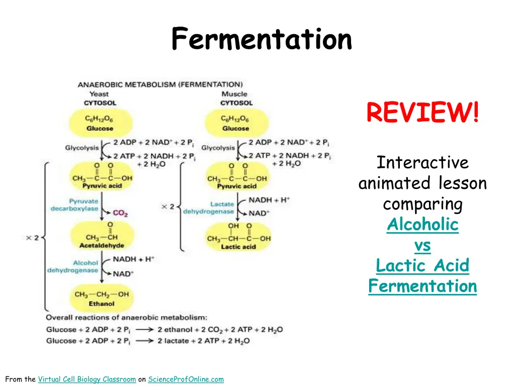 fermentation 2