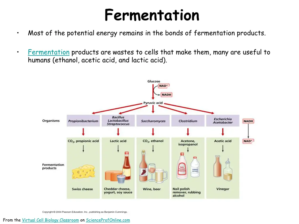 fermentation 3